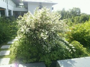 2015.05.31　水景4